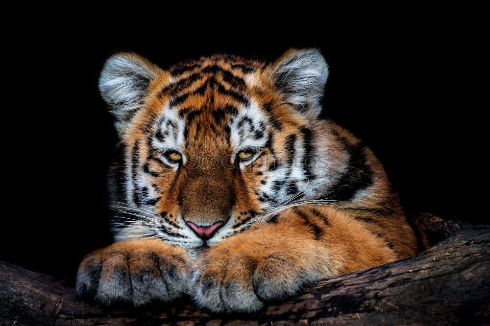 Close up portrait of Siberian tiger looking at camera