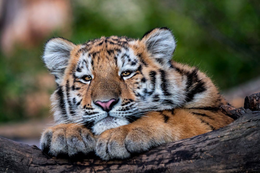 Similar – Little Tiger Animal