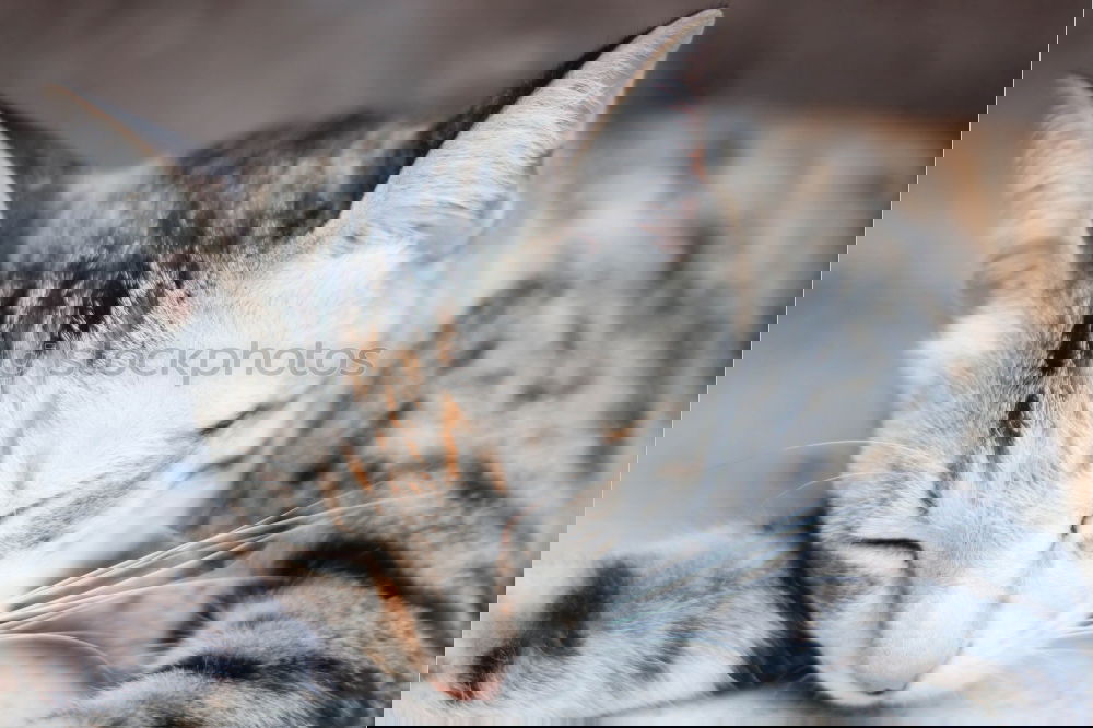 Similar – Image, Stock Photo Sweet, soft and lazy