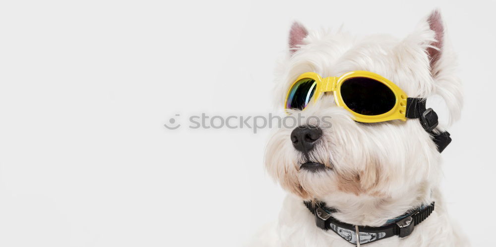 funny dog with sunglasses on white background