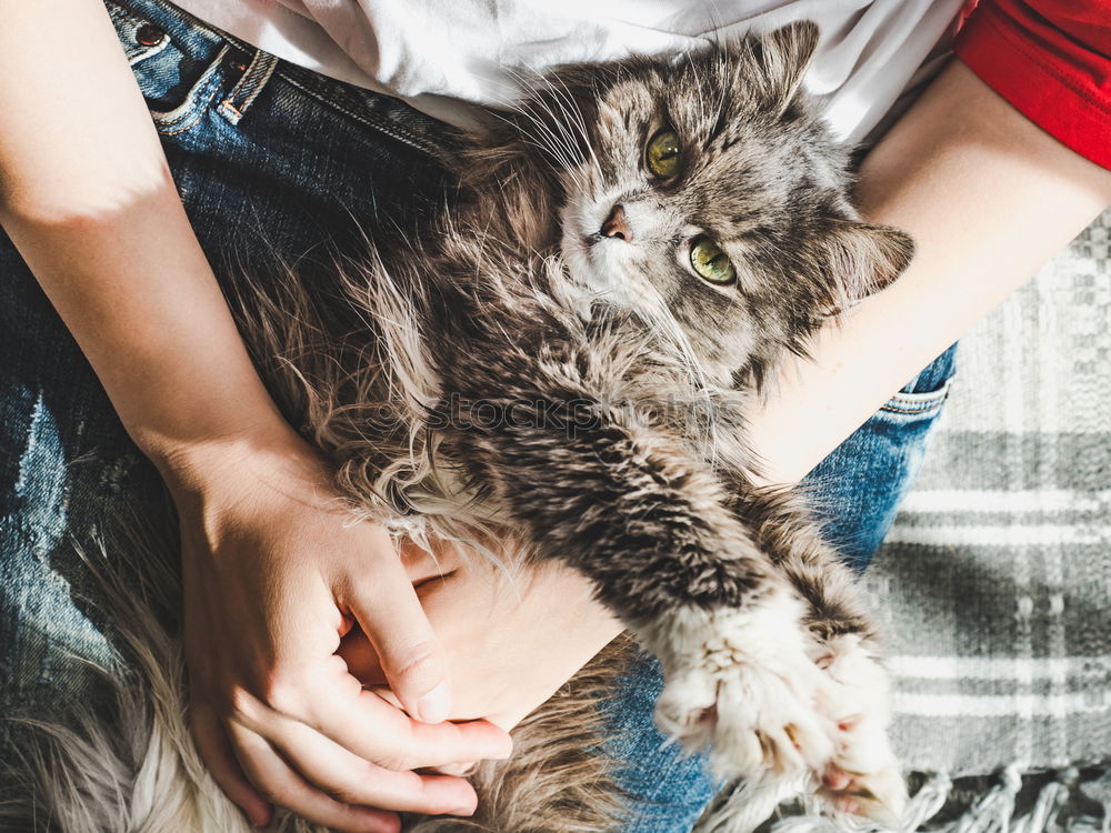 Similar – Image, Stock Photo Smiling woman stroking cat