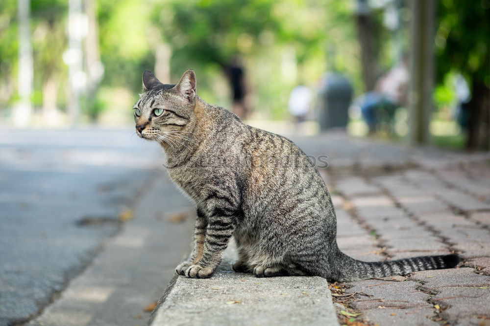 Cat with tie Animal Pet 1