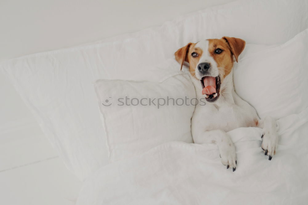 cute small dog lying on bed. Pets indoors. Relax concept