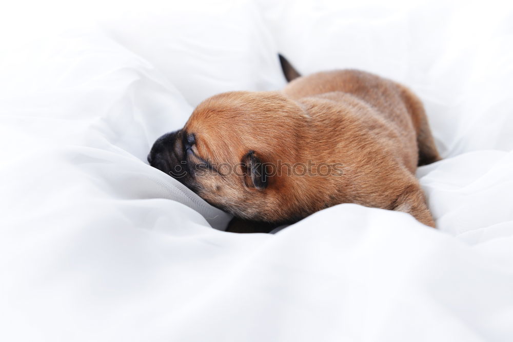 Similar – Image, Stock Photo cute dog sleeping on bed, white sheets.morning