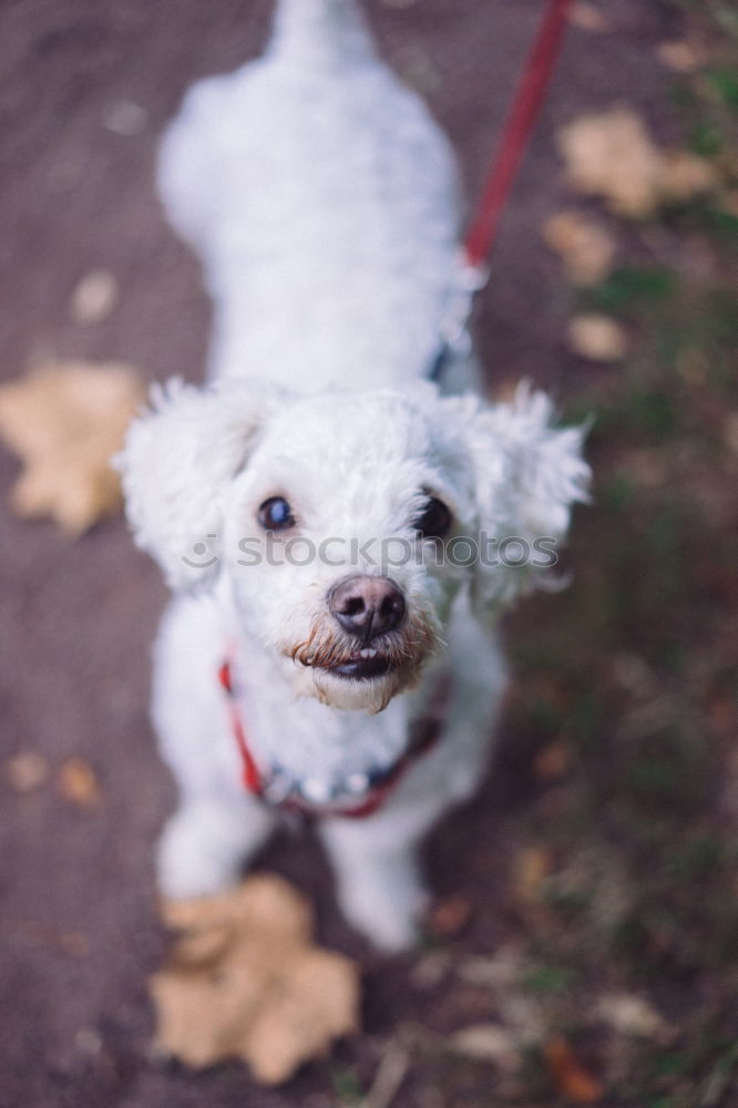 Similar – Image, Stock Photo Poodle :) Colour photo