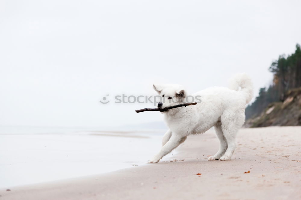 Similar – snow hare Nature Winter