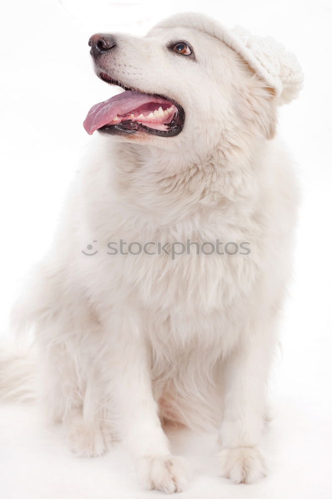 Similar – Image, Stock Photo Dogs Nose Animal Pelt