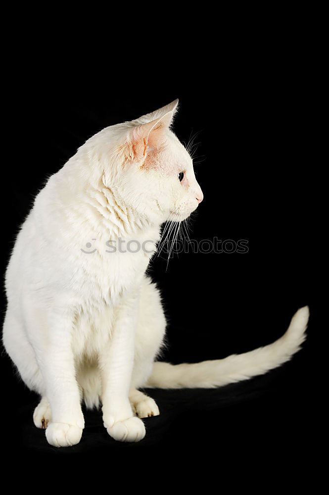 Similar – Image, Stock Photo hangover Cat Pelt Animal