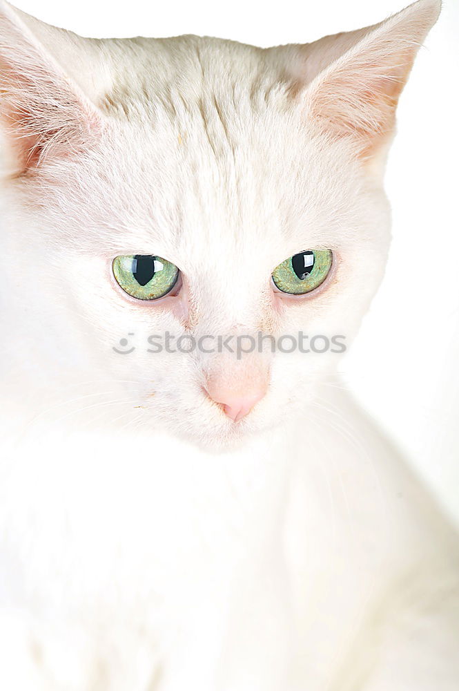 Similar – Image, Stock Photo Beautiful Animal Pet Cat