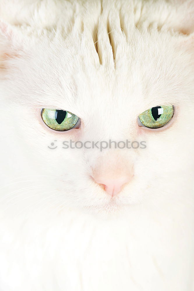 Similar – Image, Stock Photo Beautiful Animal Pet Cat