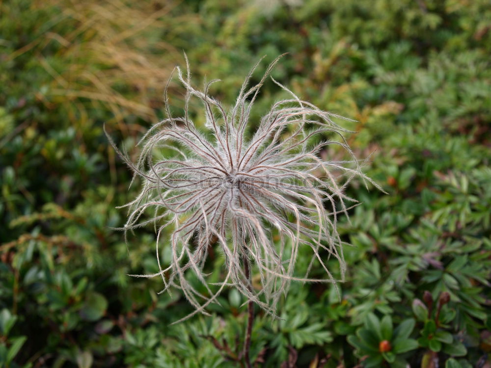 Similar – Mimosaceae am Auyan-Tepui (Venezuela)