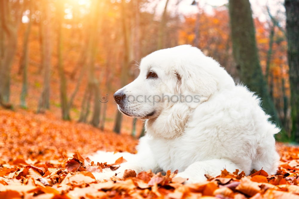 Similar – Image, Stock Photo Dog in autumn Animal