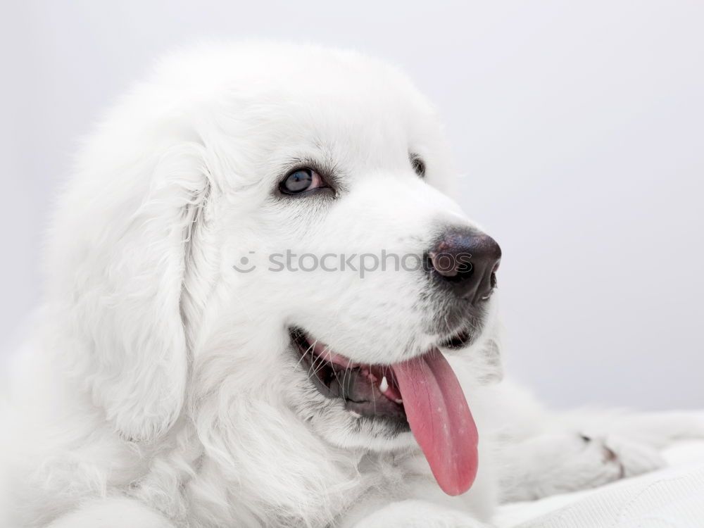 Similar – Image, Stock Photo Dogs Nose Animal Pelt