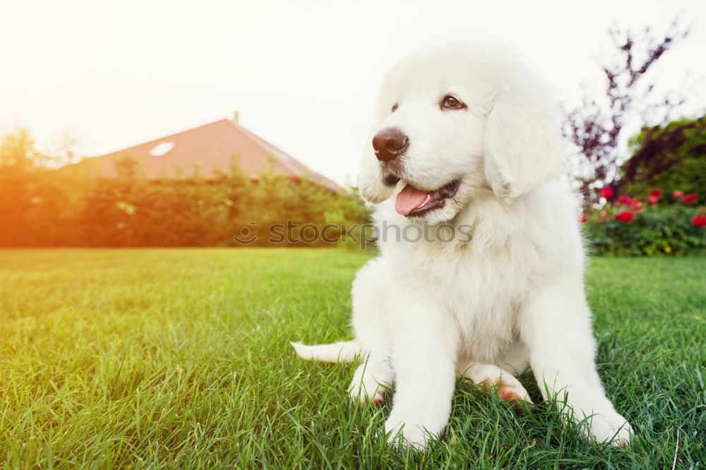 Similar – A beautiful white samoyed running through wildflowers