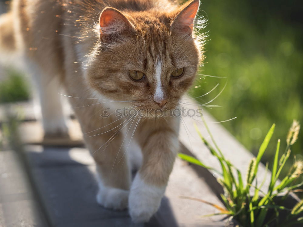 Similar – Image, Stock Photo Catwalk I Domestic cat