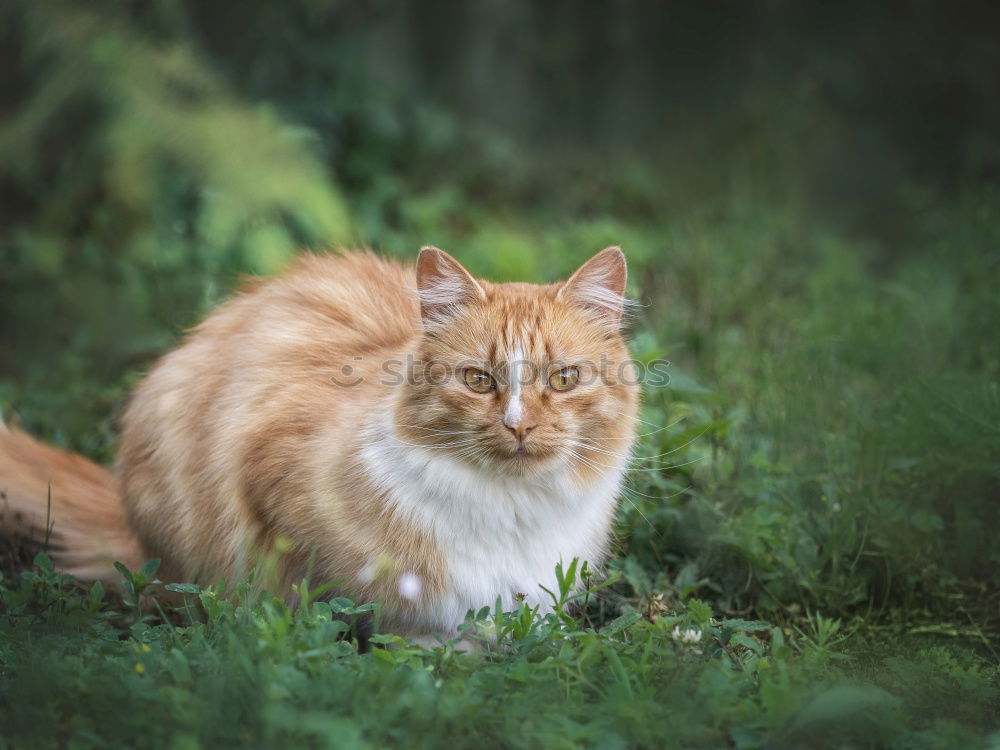 Similar – Image, Stock Photo Cosy cat Animal Pet Cat