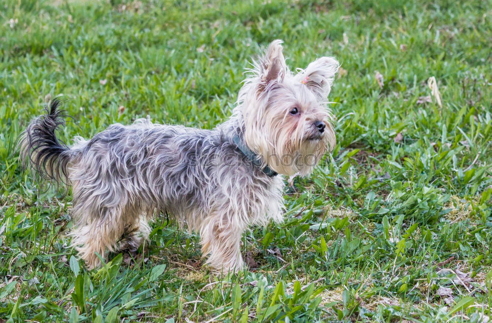 Similar – Foto Bild im park Tier Gras Park