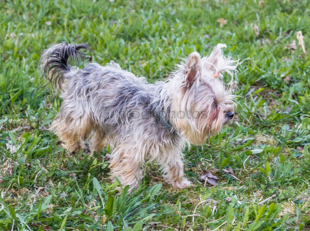 Similar – Foto Bild im park Tier Gras Park