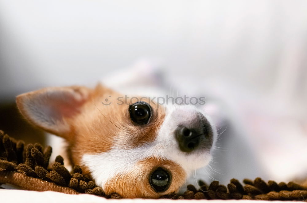 cute small jack russell dog at home waiting to eat his food in a bowl. Pets indoors