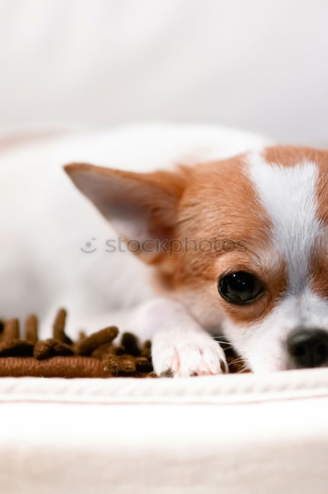 Similar – cute small jack russell dog at home waiting to eat his food in a bowl. Pets indoors