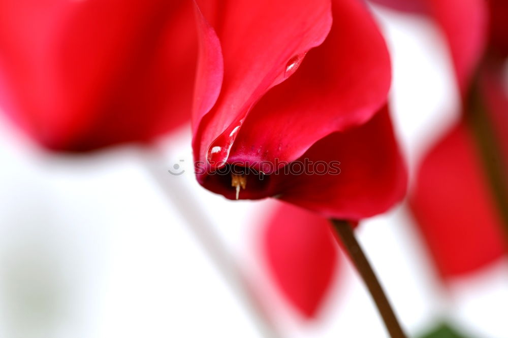 Similar – Image, Stock Photo Colourful flowers Plant