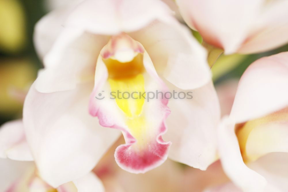 Similar – Image, Stock Photo Delicate flowers of orchids