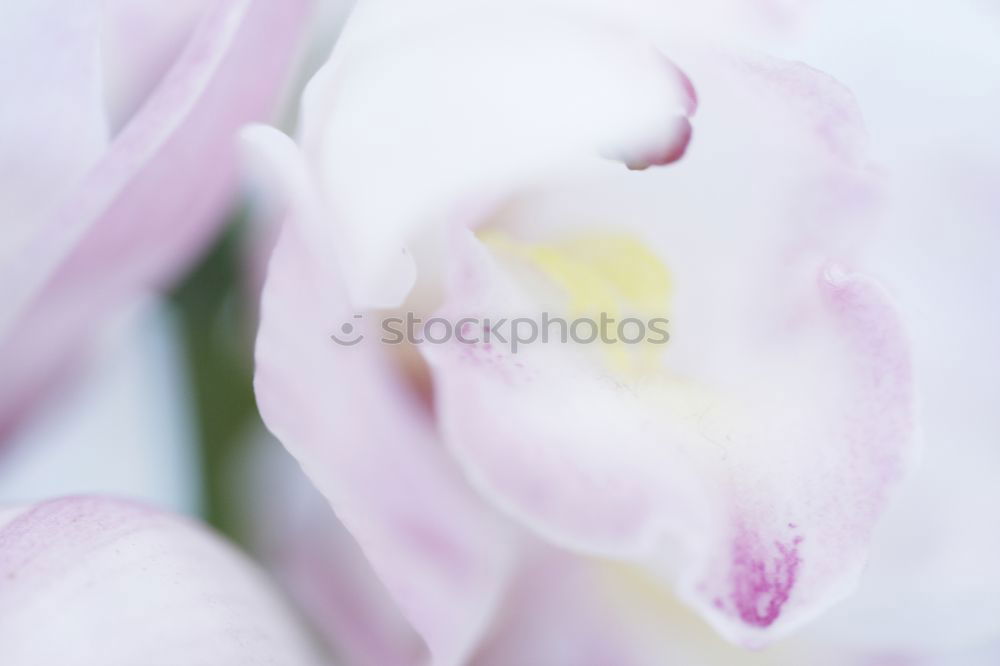 Similar – Wet Pink Tulip Petals