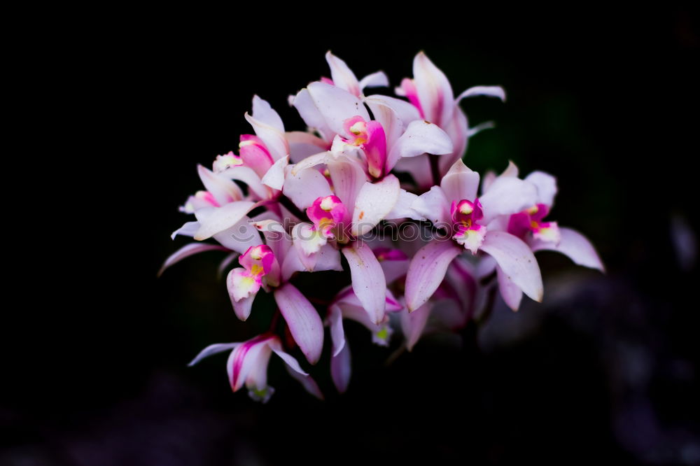 Similar – Image, Stock Photo Velvet Flower Violet Plant