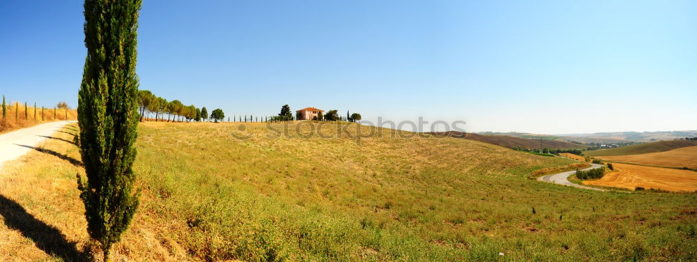 Cypress trees road