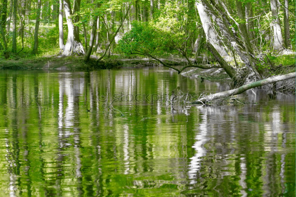 Similar – Image, Stock Photo Landscape in the Spreewald near Lübbenau