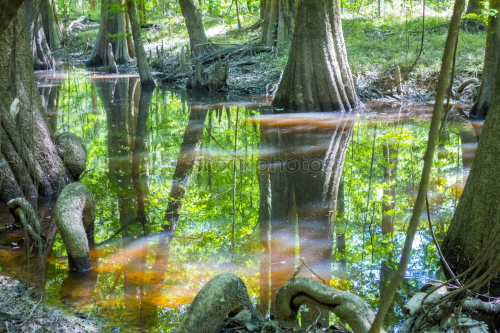 Similar – waterways Nature Landscape