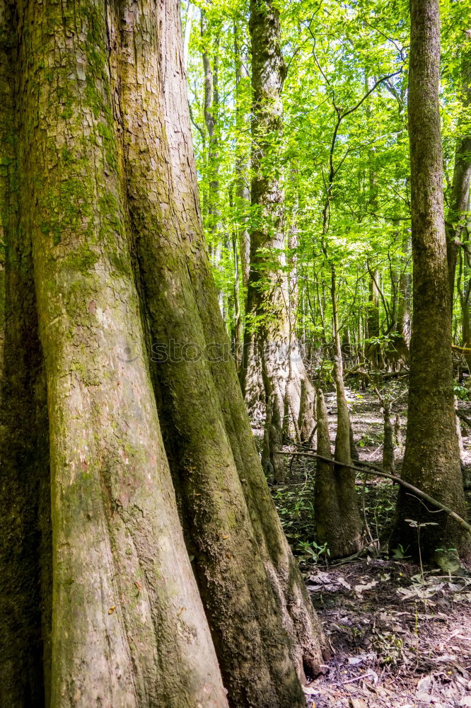 Similar – Foto Bild Umgefallen Umwelt Natur