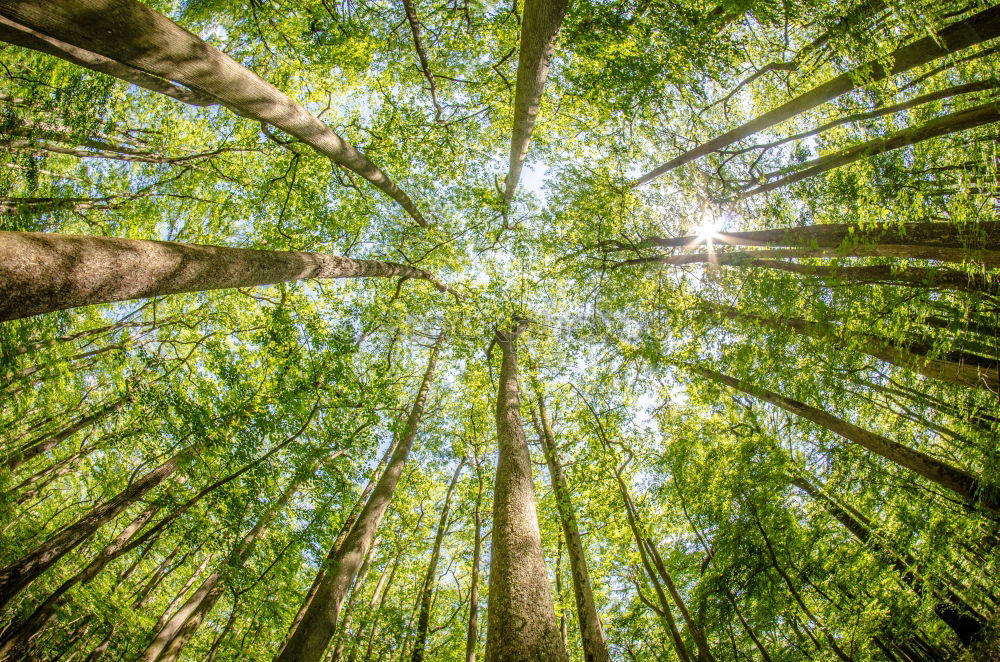 Similar – neulich im Wald Natur