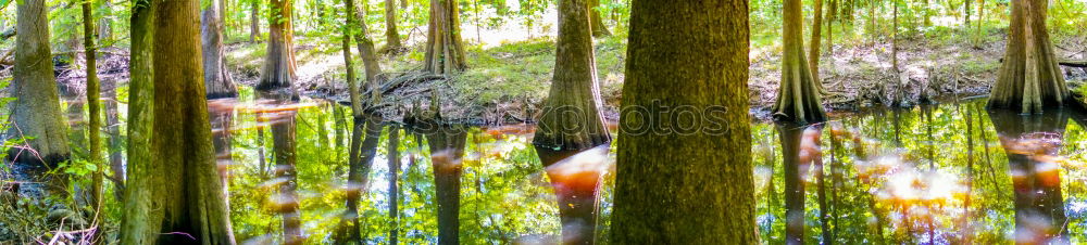 Similar – versunken grün Geäst Baum