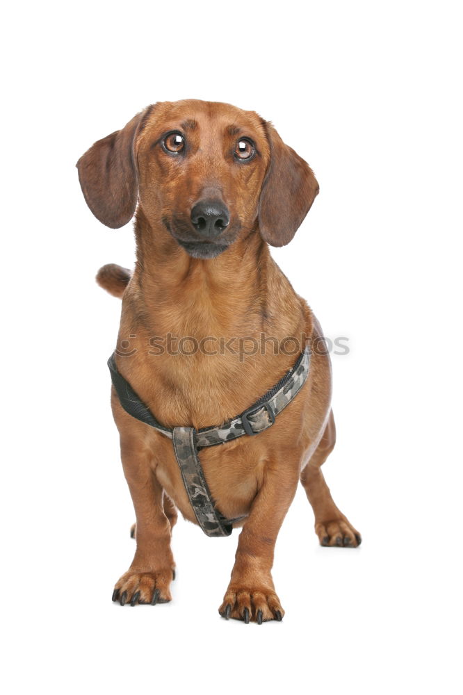 Similar – Image, Stock Photo Vizsla Animal Park Pet Dog