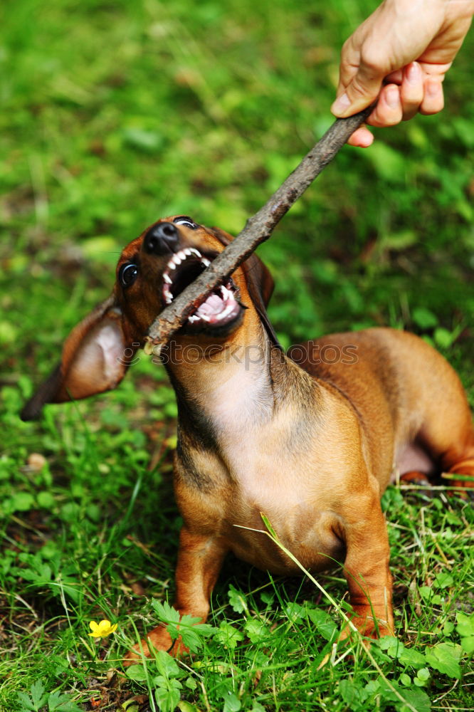 Image, Stock Photo Dog on leash Joy