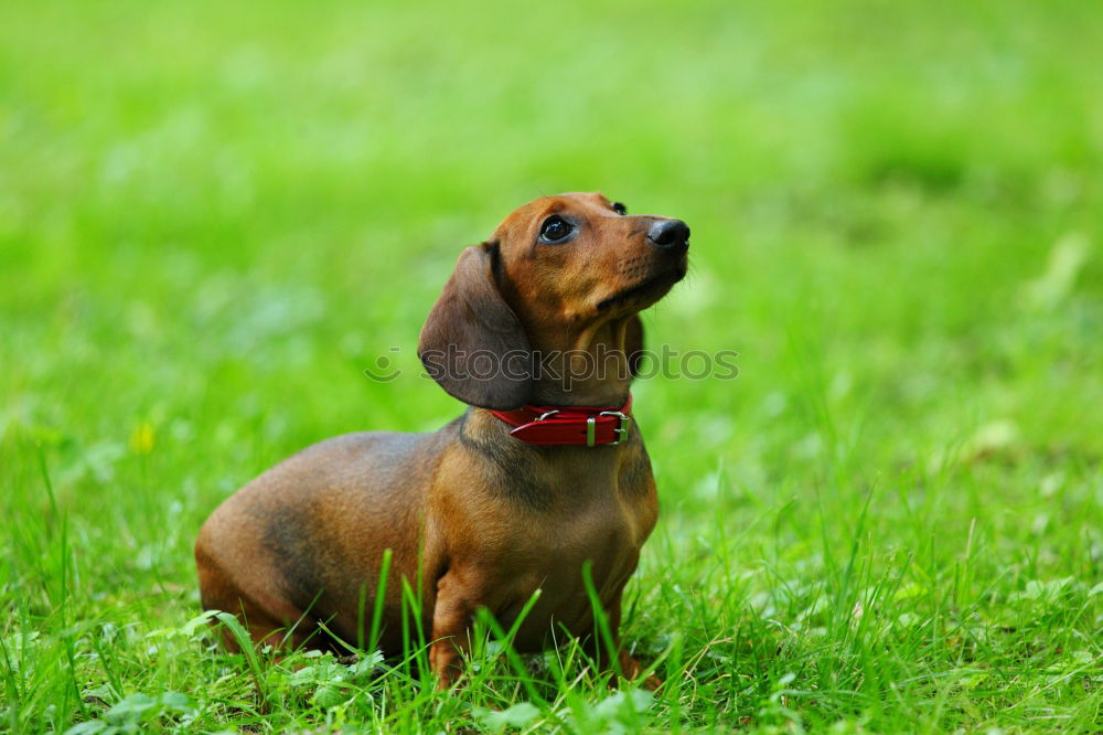 Similar – Image, Stock Photo Beautiful beagle puppy on the green grass