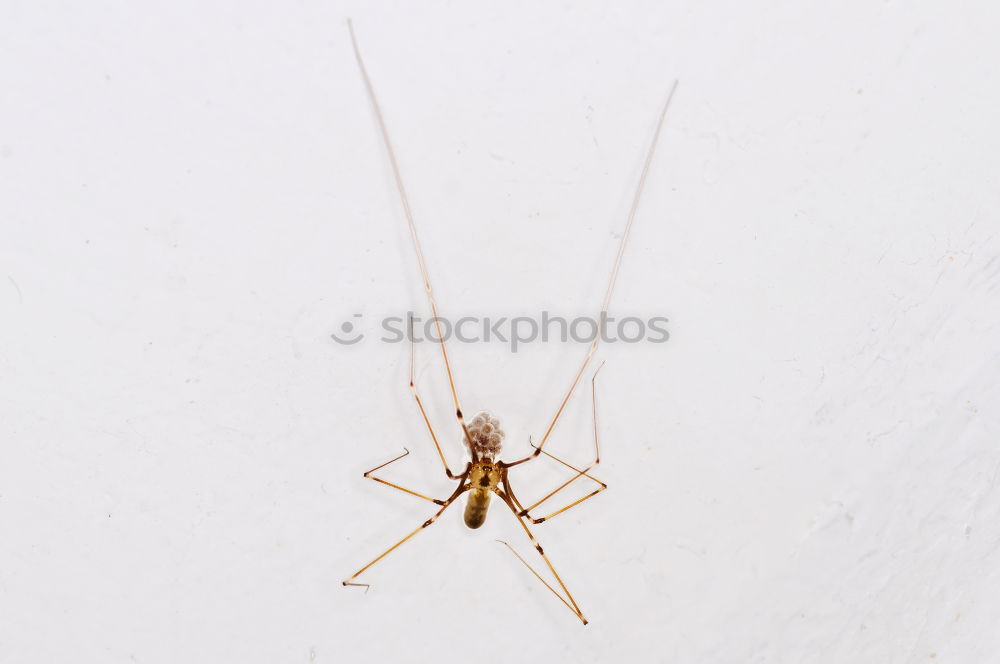 Similar – Close up of a spider and an ant