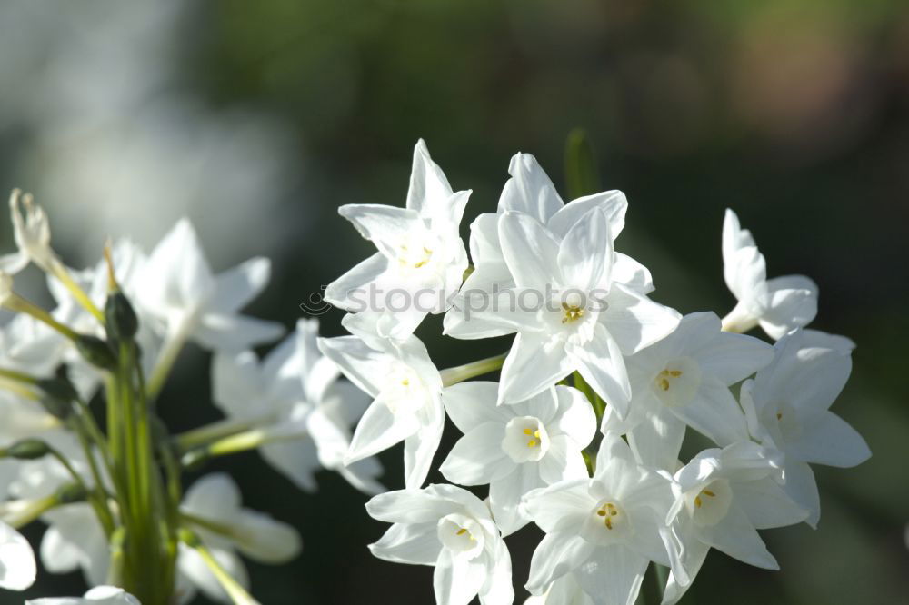 Similar – Foto Bild Edelweiss Gesundheit