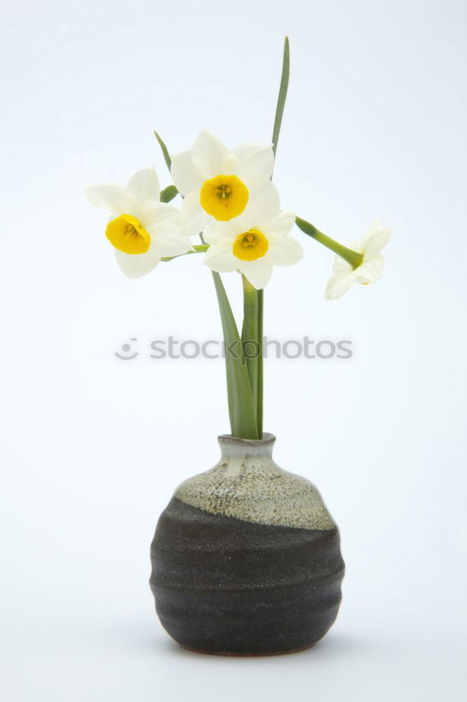 Similar – Image, Stock Photo white primrose in cup with water