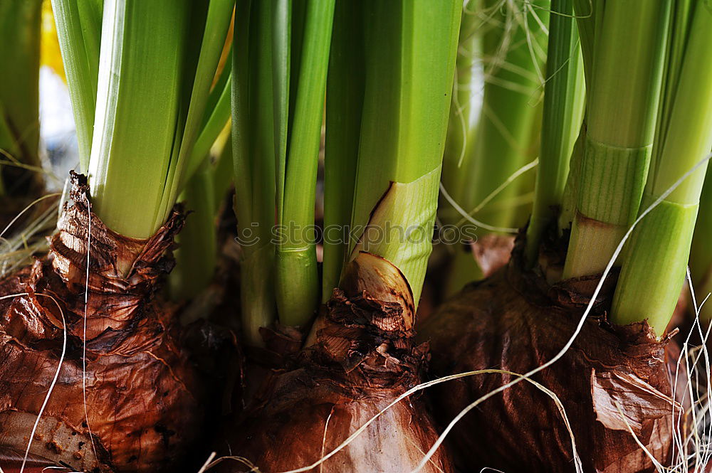 Similar – Image, Stock Photo FRESH ASPARAGUS Food