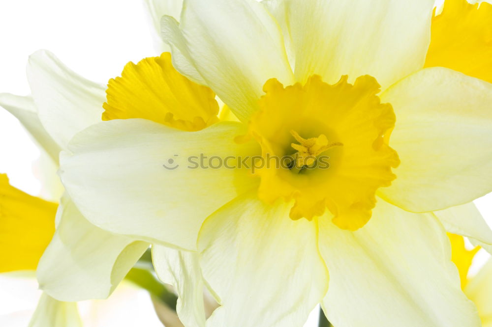 Daffodil flowers