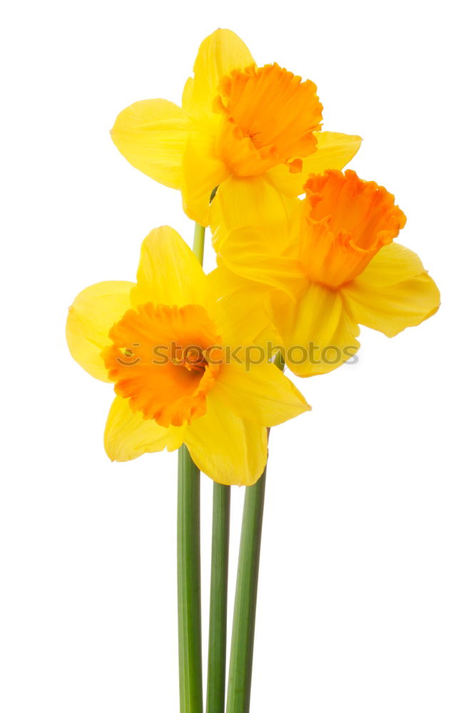 Similar – Image, Stock Photo Bouquet of blooming yellow irises