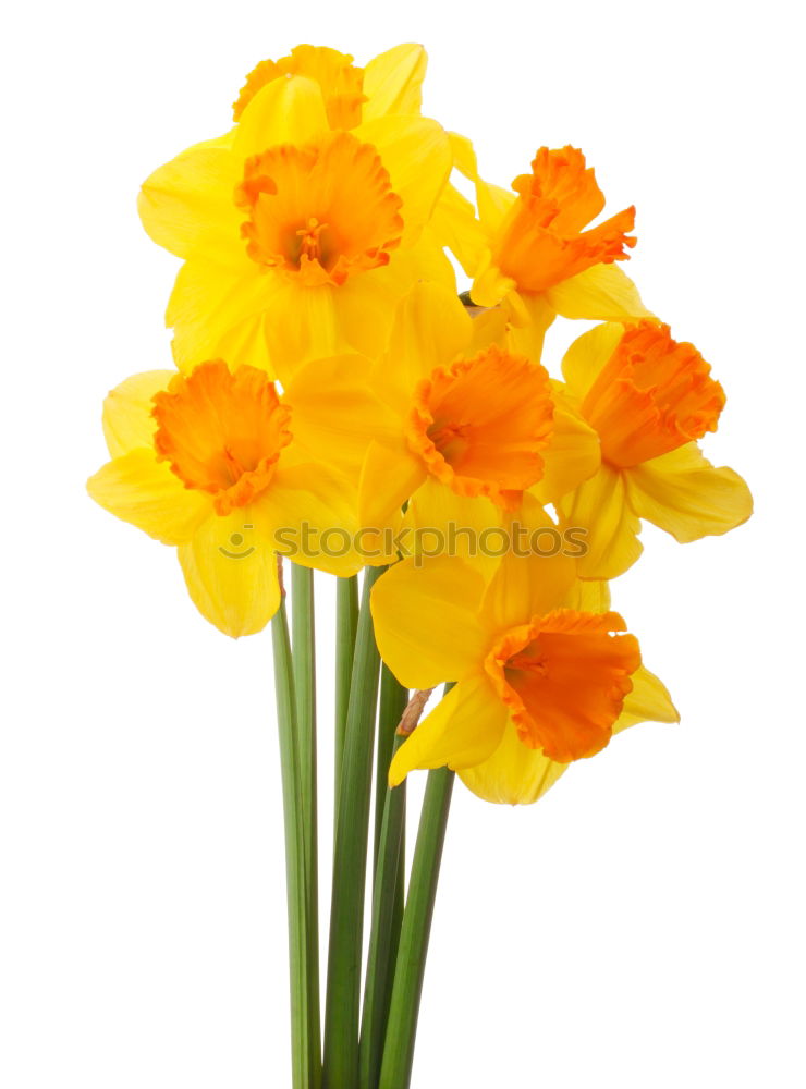 Similar – Image, Stock Photo Bouquet of blooming yellow irises