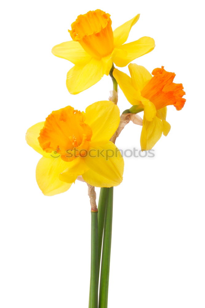 Similar – Image, Stock Photo Bouquet of blooming yellow irises