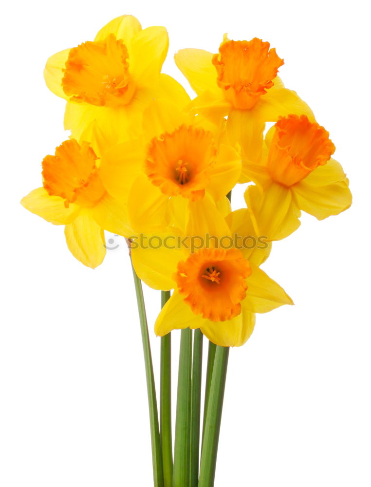 Similar – Image, Stock Photo Bouquet of blooming yellow irises