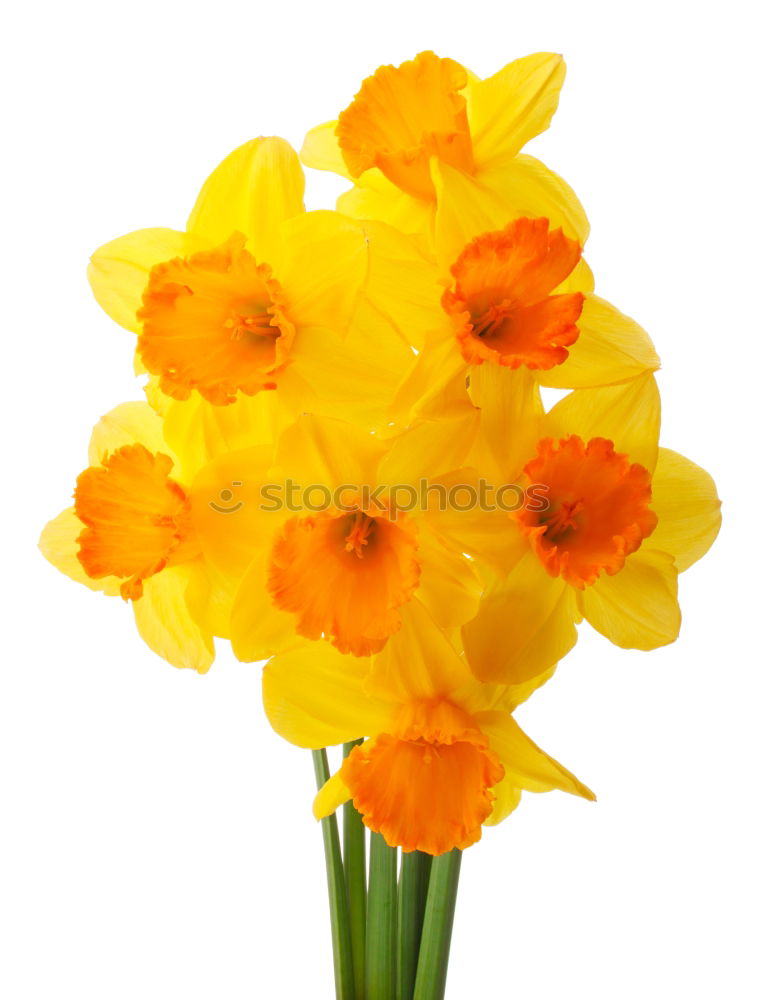 Similar – Image, Stock Photo Bouquet of blooming yellow irises