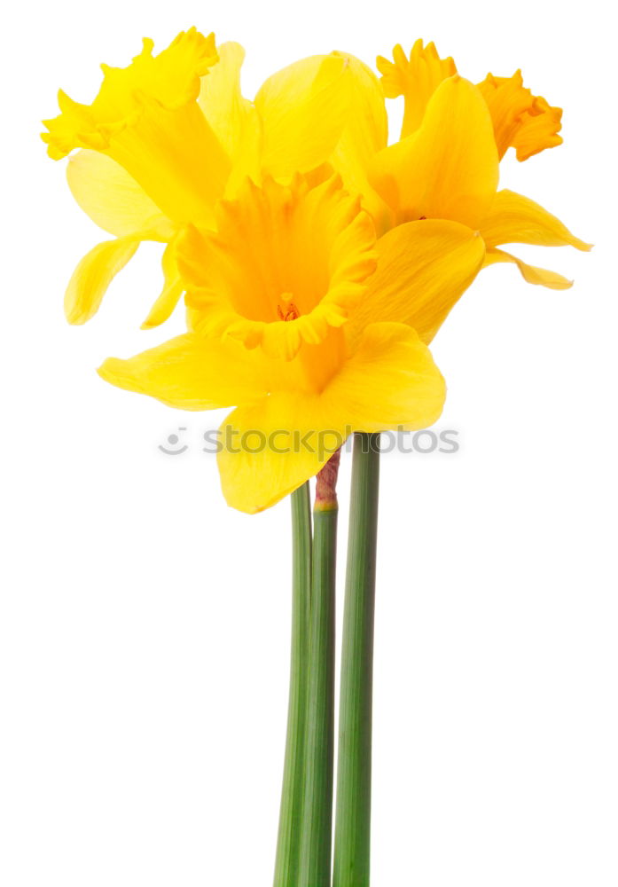 Similar – Image, Stock Photo Bouquet of blooming yellow irises