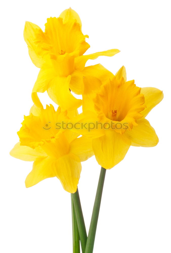 Image, Stock Photo Bouquet of blooming yellow irises