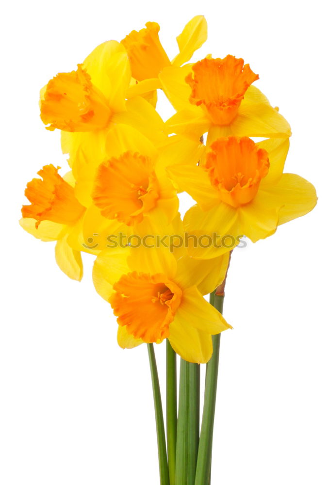 Similar – Image, Stock Photo Bouquet of blooming yellow irises